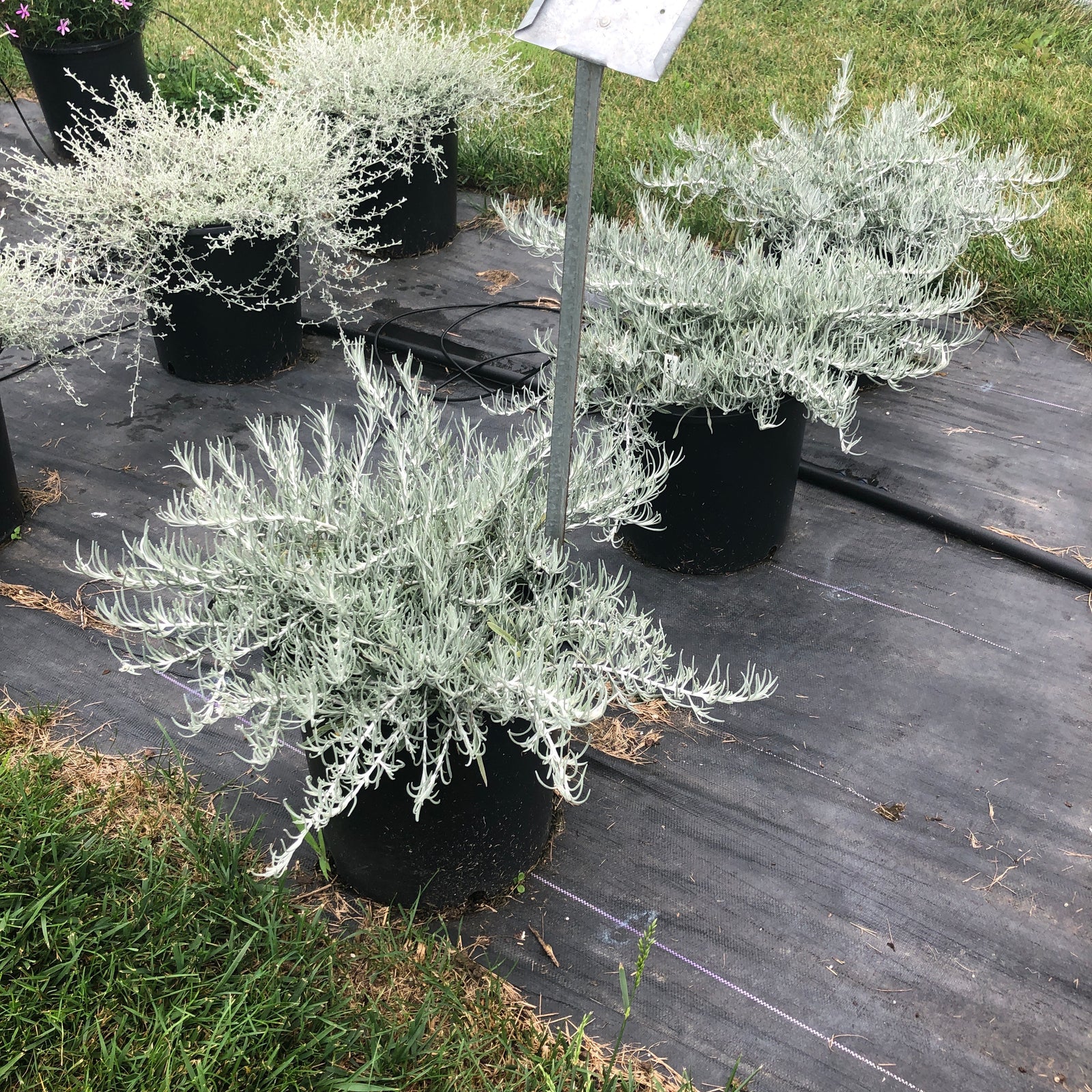 Helichrysum italicum 'Silver Threads' ~ Silver Threads Curry Plant-ServeScape