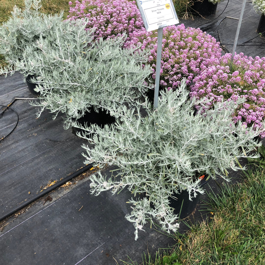 Helichrysum italicum 'Silver Threads' ~ Silver Threads Curry Plant-ServeScape