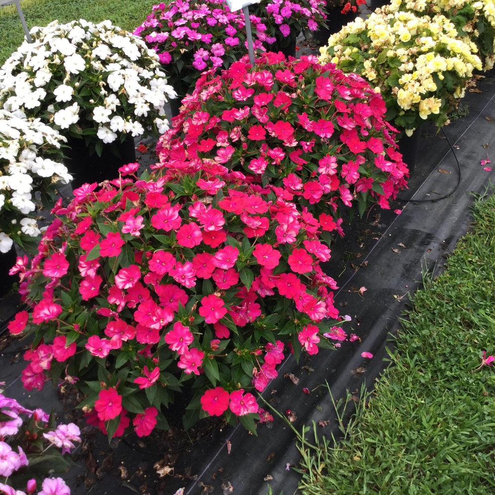 Impatiens x hybrida 'SAKIMP059' ~ SunPatiens® Compact Rose Glow Impatiens-ServeScape