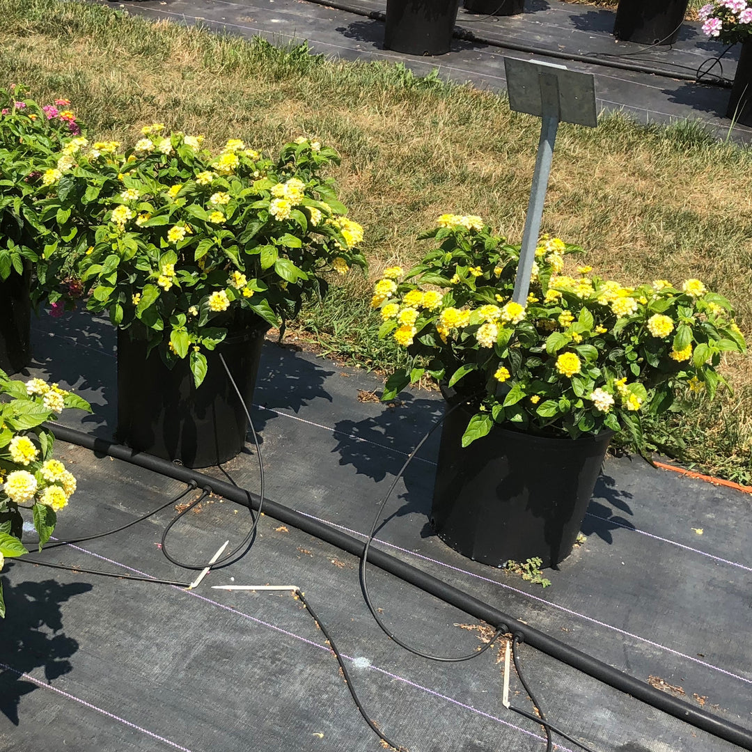 Lantana camara 'G12164' PP27,377 ~ PW® Luscious® Bananarama™ Lantana-ServeScape