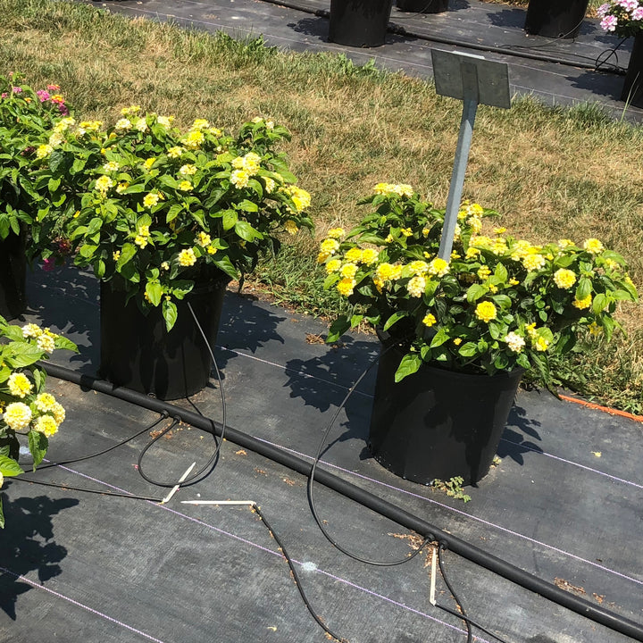 Lantana camara 'G12164' PP27,377 ~ PW® Luscious® Bananarama™ Lantana-ServeScape
