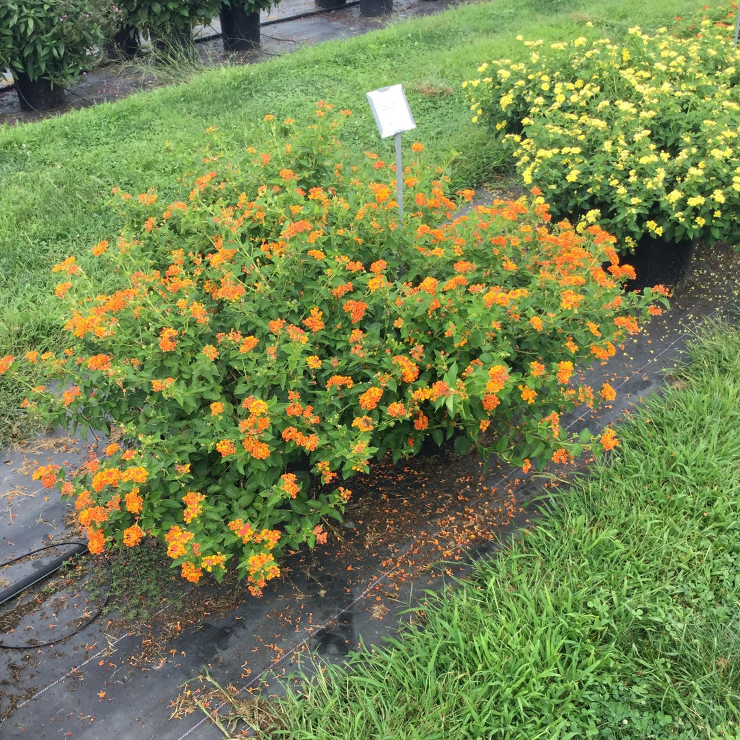 Lantana camara 'G12166' PP27,378 ~ PW® Luscious® Marmalade Lantana-ServeScape