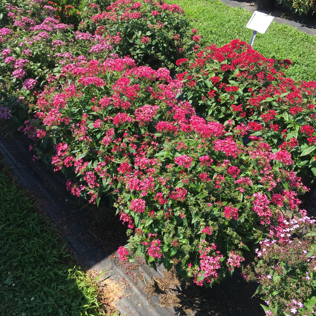 Pentas lanceolata 'Graffiti Flirty Pink' ~ Graffiti® Flirty Pink Star Flower-ServeScape
