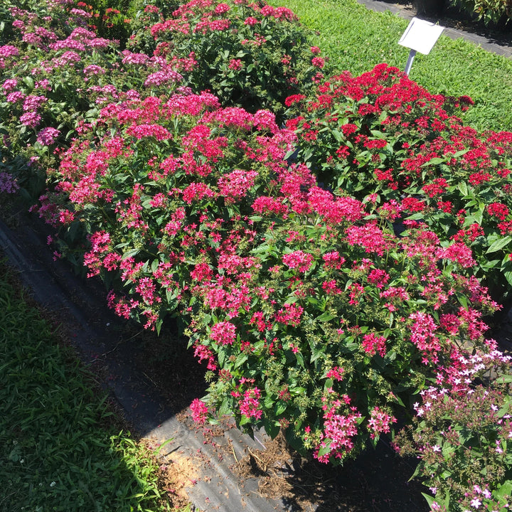 Pentas lanceolata 'Graffiti Flirty Pink' ~ Graffiti® Flirty Pink Star Flower-ServeScape