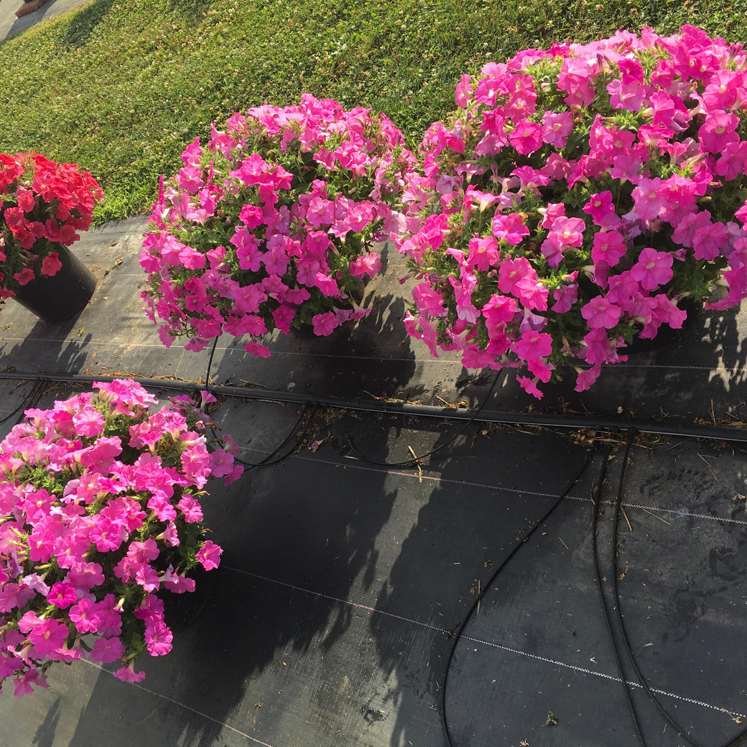 Petunia x 'PAS1302759' ~ E3 Easy Wave® Pink Spreading Petunia-ServeScape