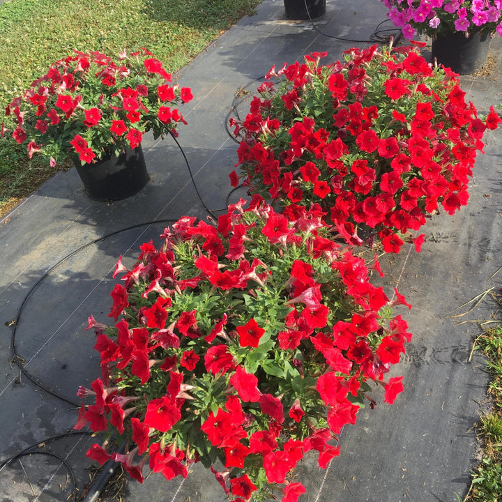 Petunia x 'PAS1360461' ~ E3 Easy Wave® Red Spreading Petunia-ServeScape