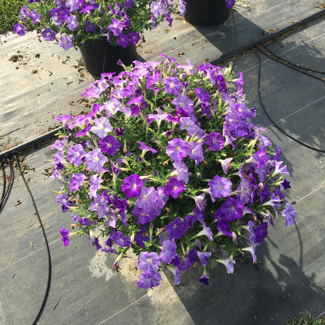 Petunia x 'PAS1397259' ~ E3 Easy Wave® Sky Blue Spreading Petunia-ServeScape