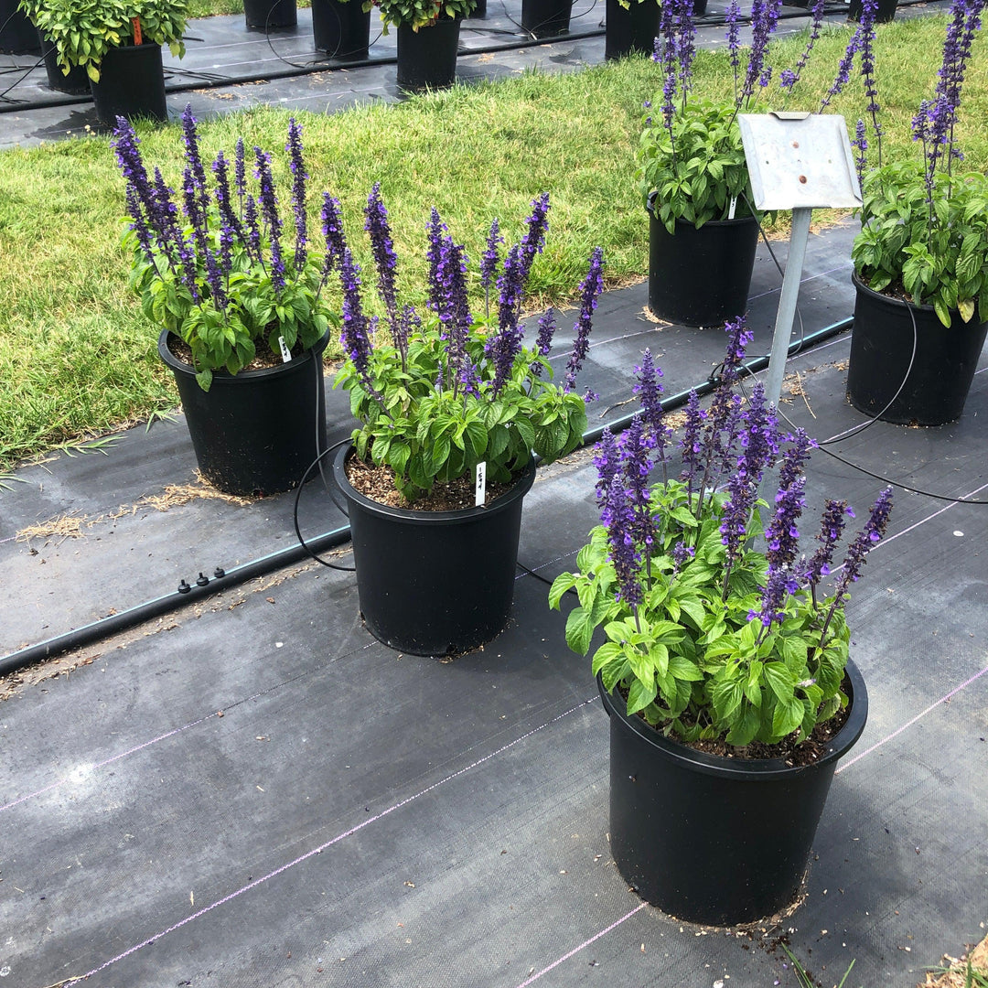 Salvia 'Balsalmysty' PP #29,605 ~ Mysty Salvia-ServeScape