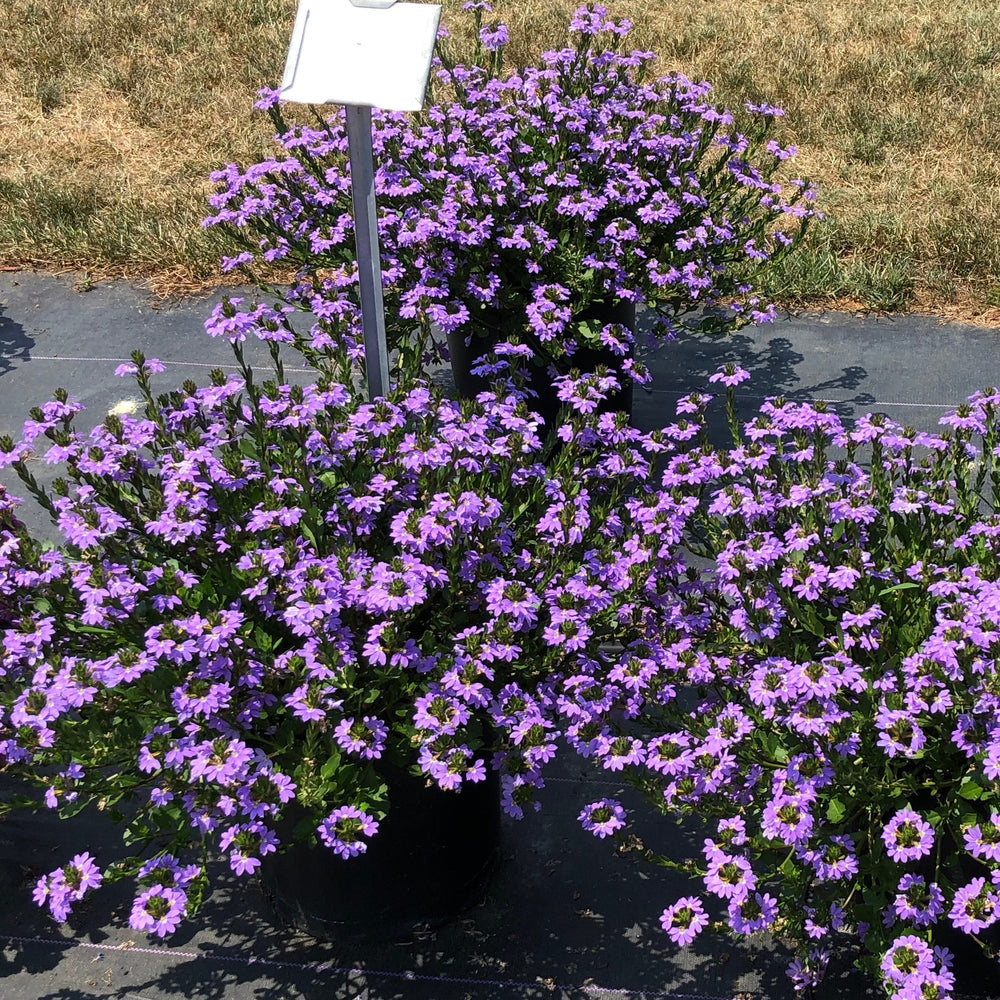 Scaevola aemula 'Scampi Blue' ~ Scampi® Blue Fan Flower-ServeScape