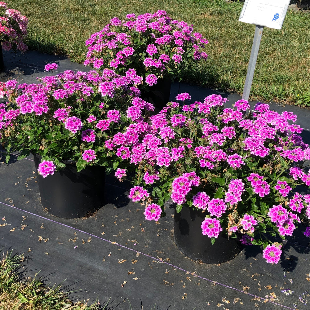Verbena x hybrida 'Balendpibi' PP #28,455 ~ EnduraScape™ Pink Bicolor Verbena-ServeScape