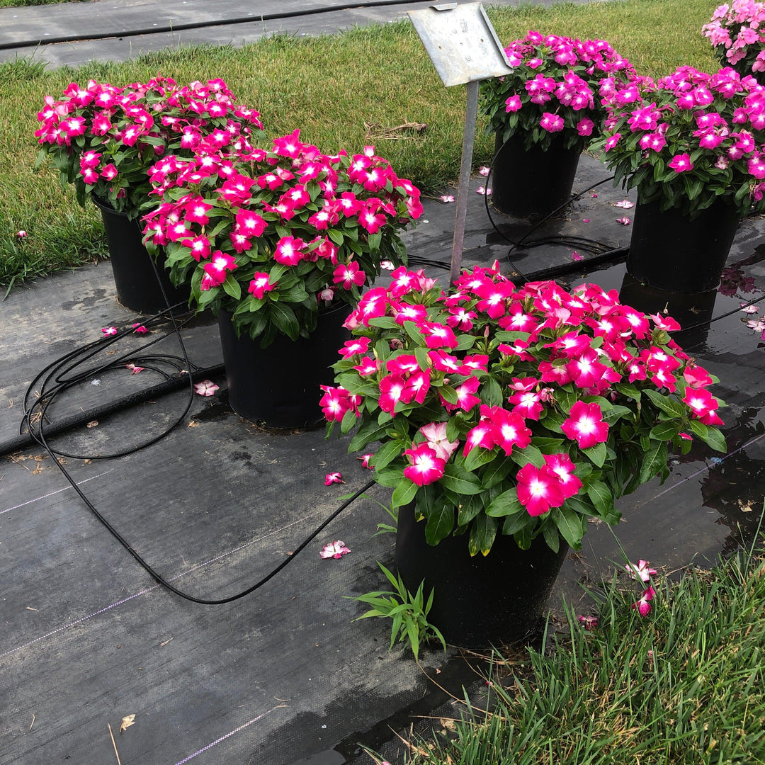 Catharanthus roseus 'Cora XDR Magenta Halo' ~ Cora® XDR Magenta Halo Vinca-ServeScape