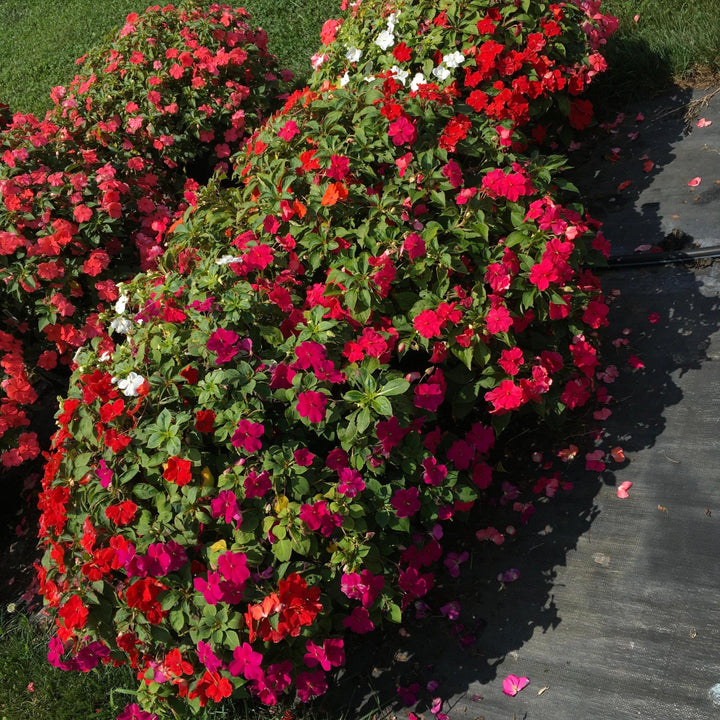 Impatiens walleriana 'Beacon Formula Mixture' ~ Beacon® Formula Mixture Impatiens-ServeScape