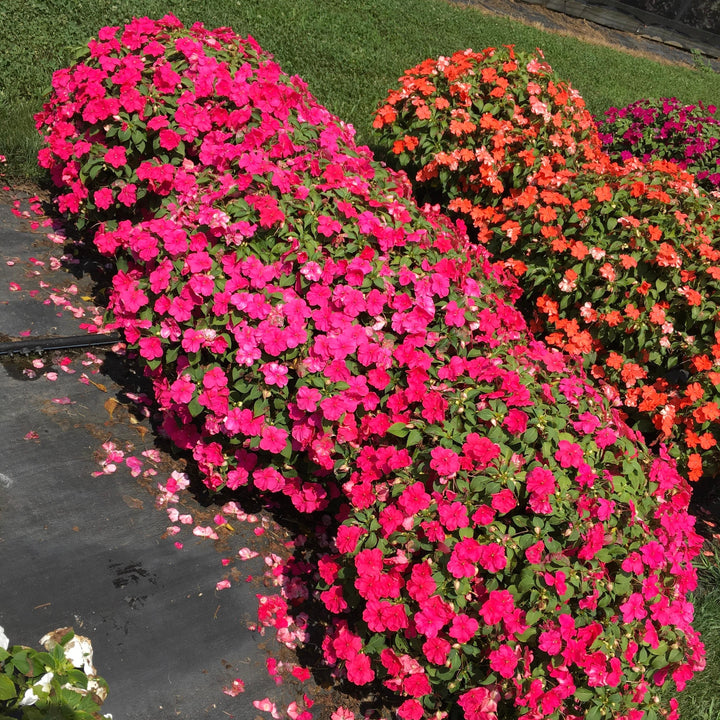 Impatiens walleriana 'PAS1377332' ~ Beacon® Rose Impatiens-ServeScape