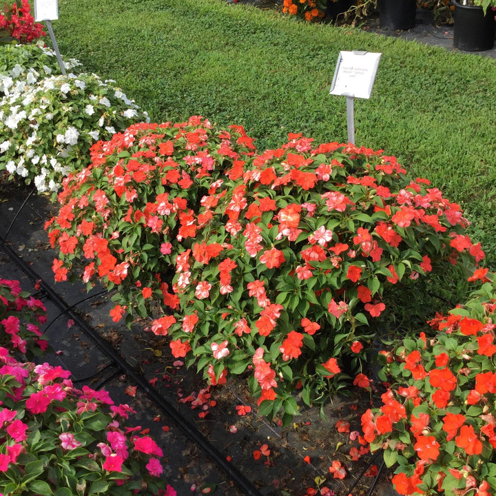 Impatiens walleriana 'PAS1357835' ~ Beacon® Salmon Impatiens-ServeScape