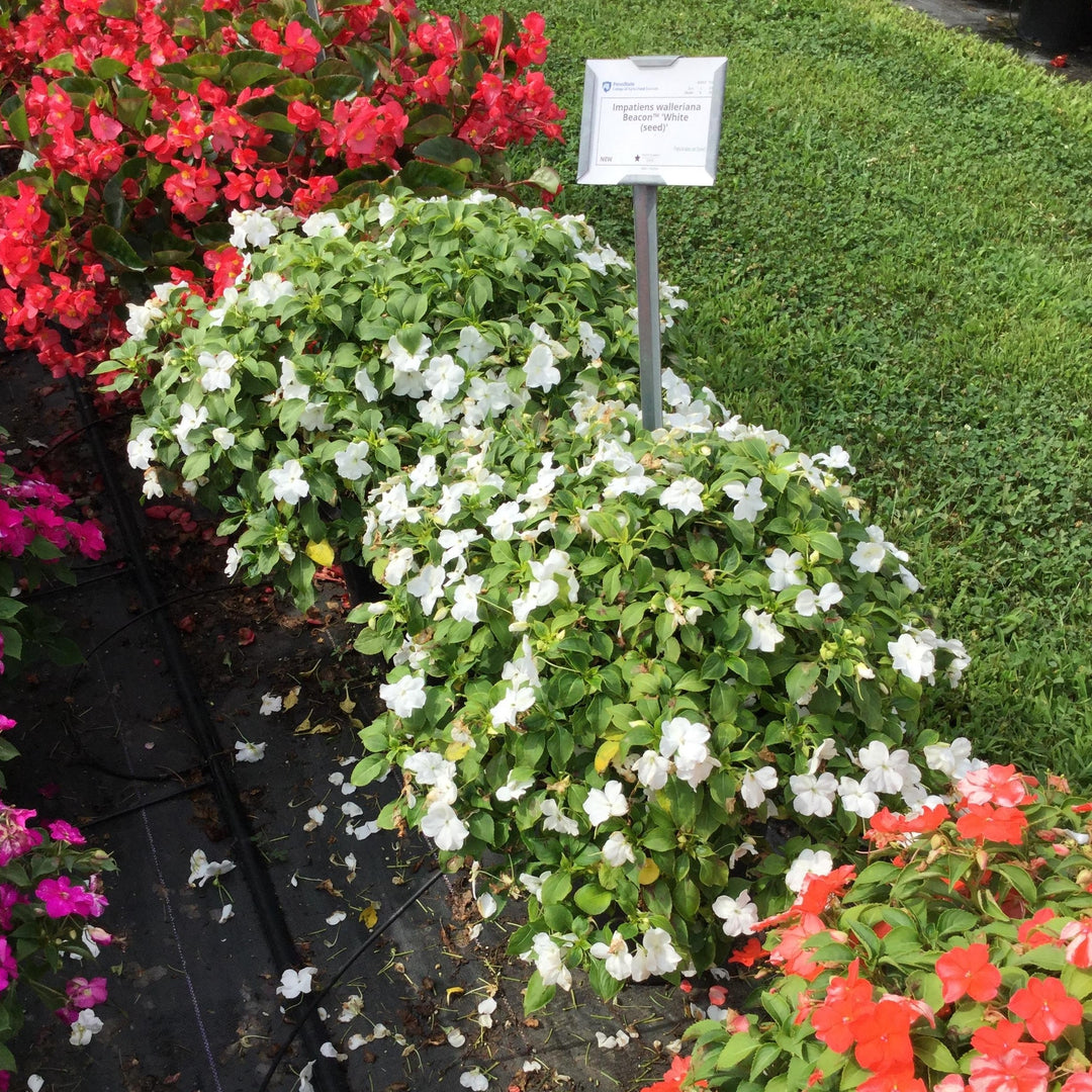 Impatiens walleriana 'PAS1357832' ~ Beacon® White Impatiens-ServeScape