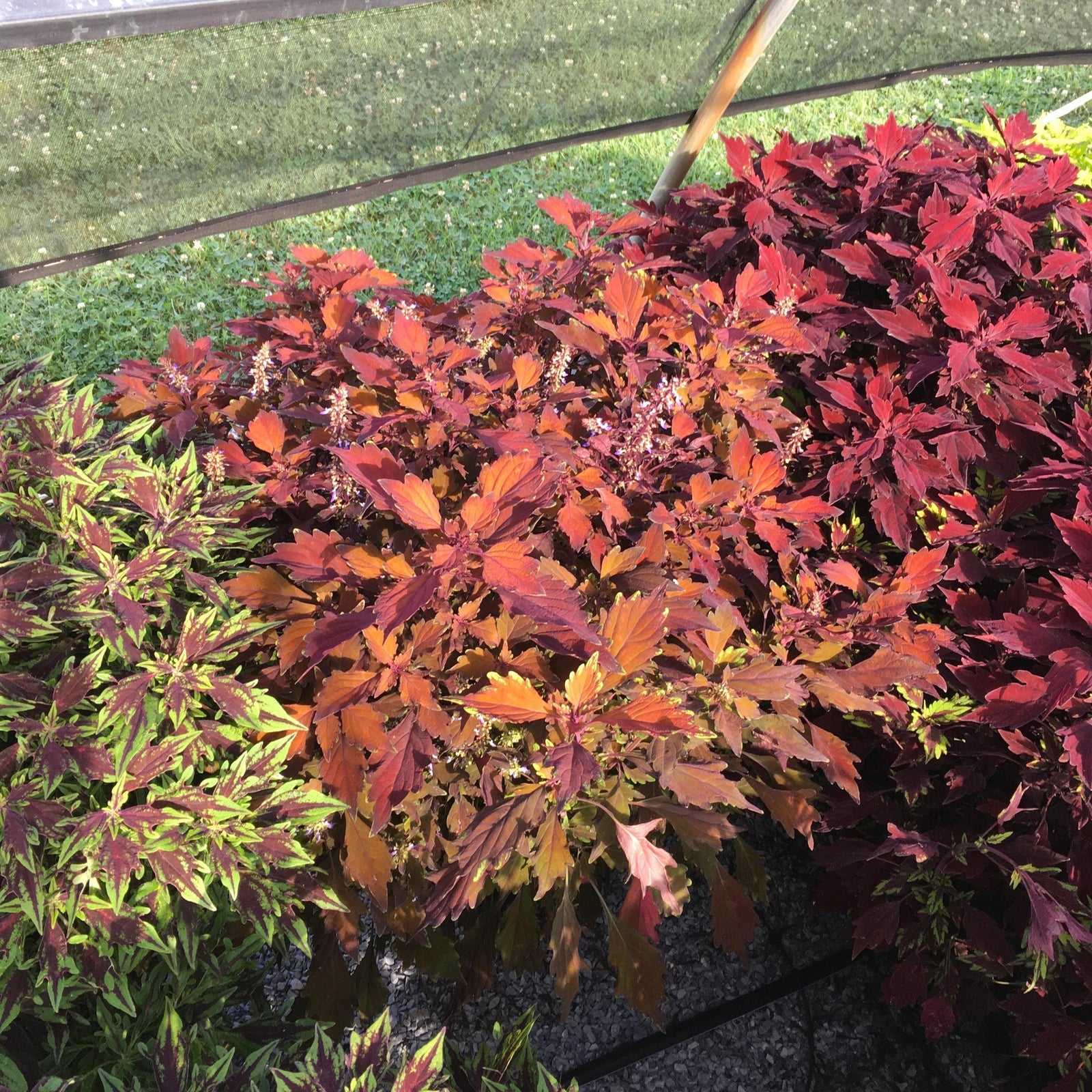 Solenostemon scutellarioides 'UF09-8-37' ~ FlameThrower™ Habanero Coleus-ServeScape