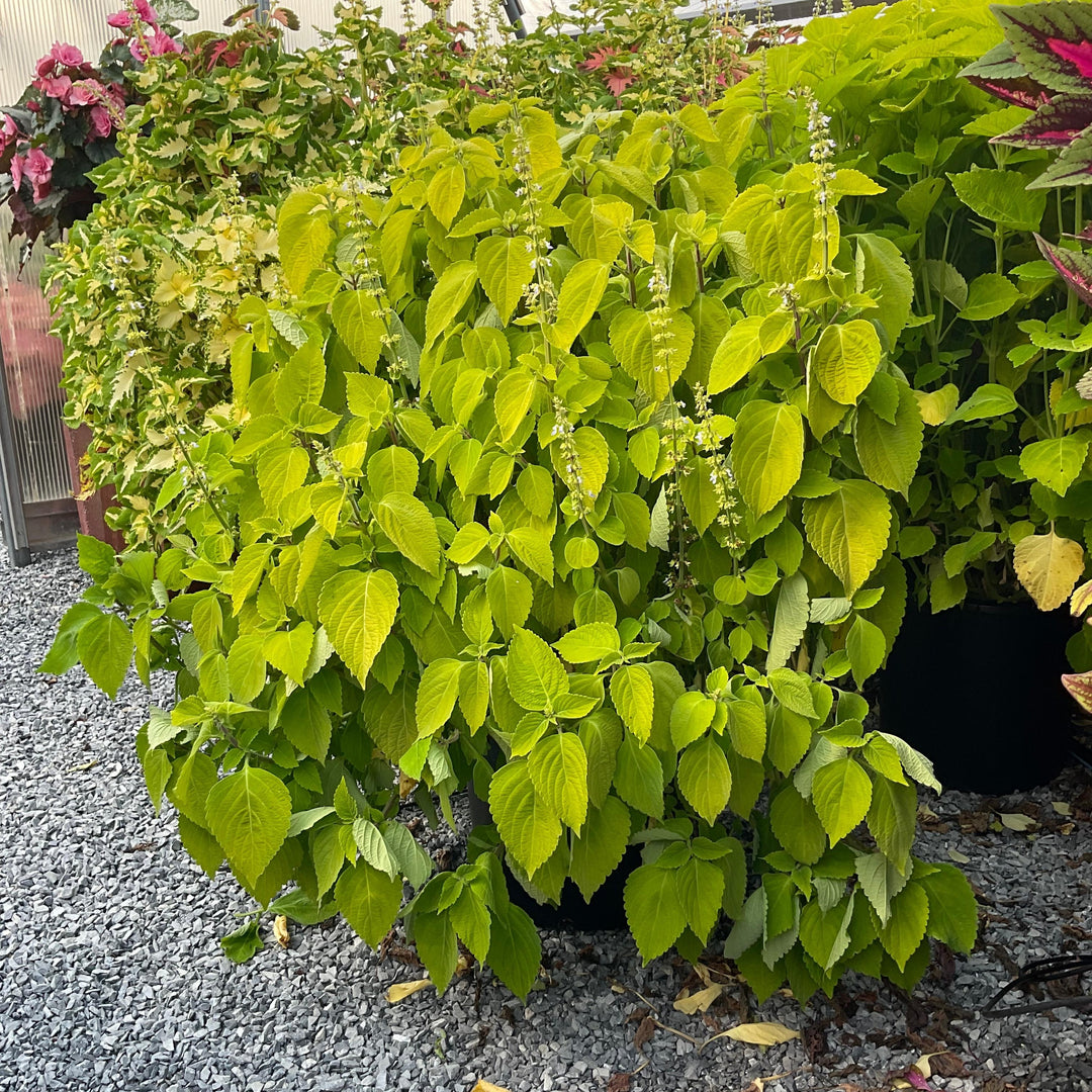 Solenostemon scutellarioides 'Main Street Chartres Street’ ~ Main Street Chartres Street™ Coleus-ServeScape