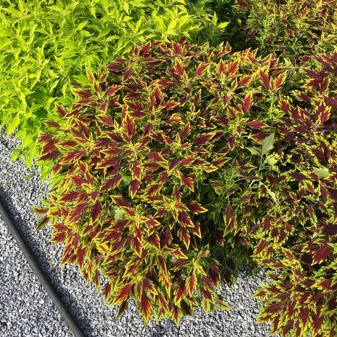 Solenostemon scutellarioides 'UF15-6-28’ ~ FlameThrower™ Serrano Coleus-ServeScape