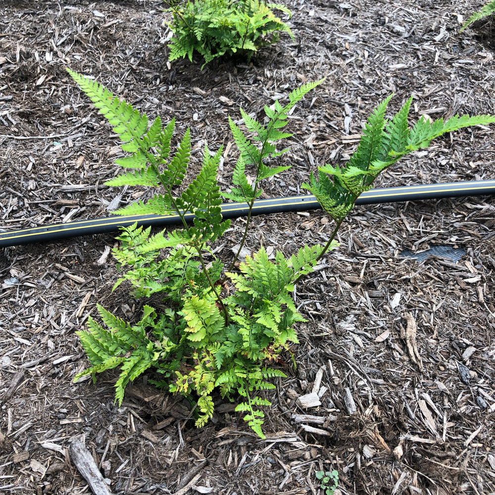 Arachniodes davalliaeformis ~ Shiny Bristle Fern-ServeScape