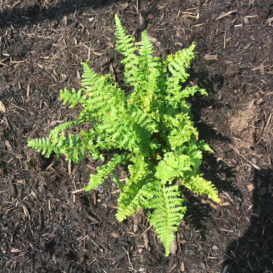 Dryopteris filix-mas 'Parsley' ~ Parsley Male Fern-ServeScape
