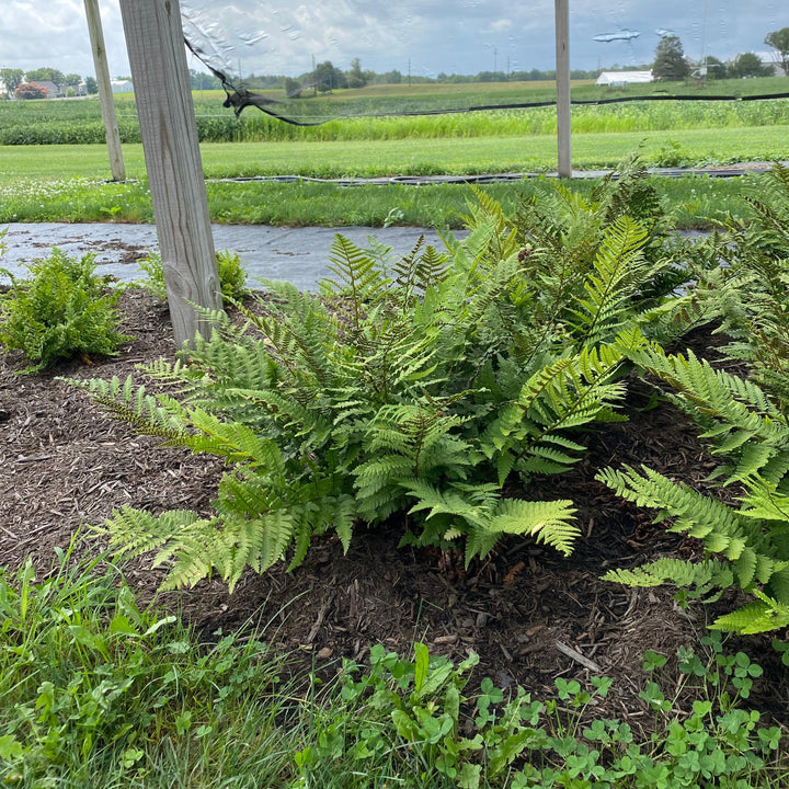 Dryopteris pulcherrima ~ Beautiful Wood Fern-ServeScape
