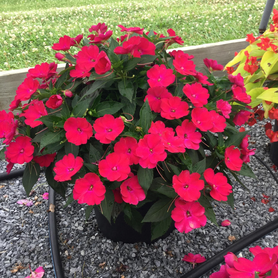 Impatiens x hybrida 'SAKIMP059' ~ SunPatiens® Compact Rose Glow Impatiens-ServeScape