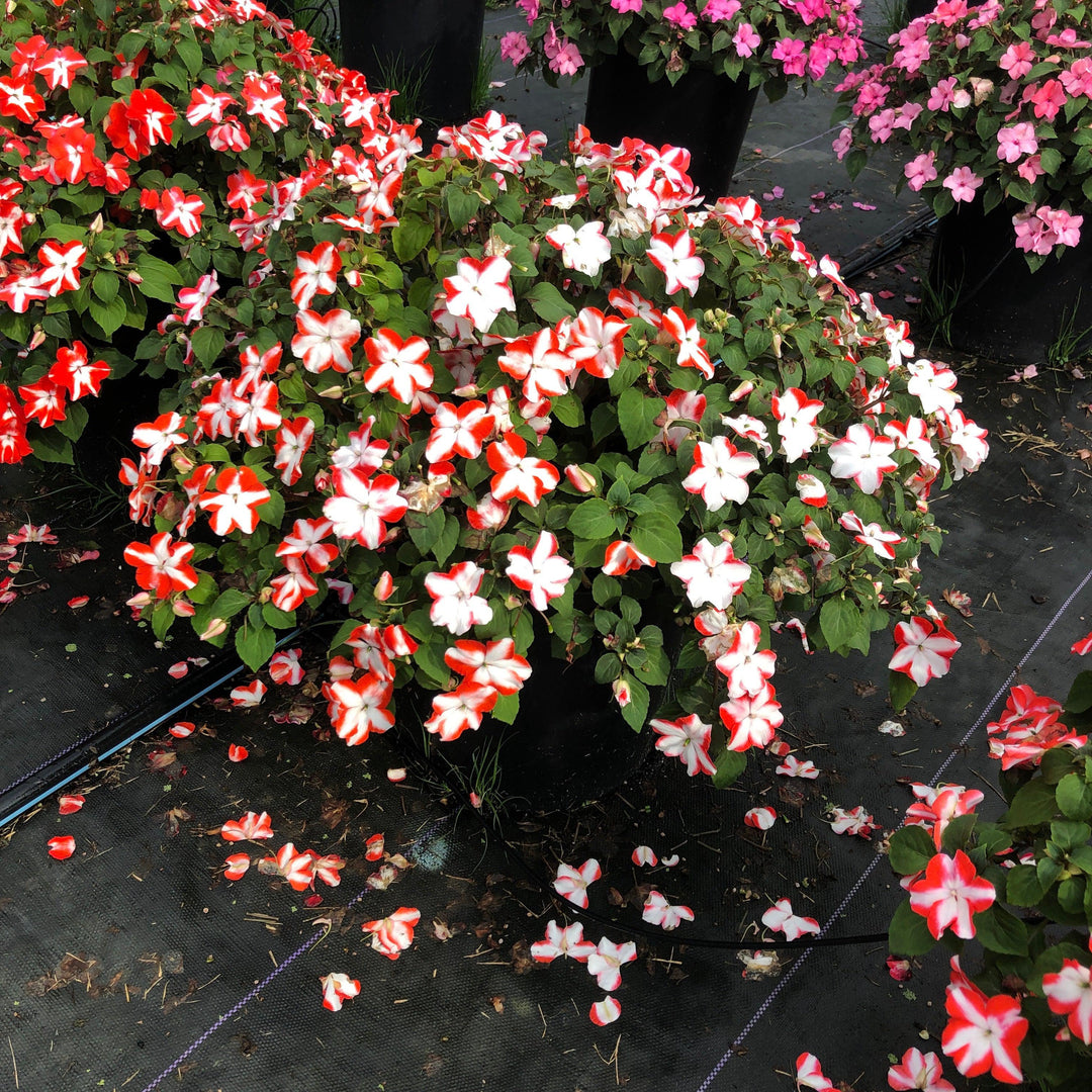 Impatiens walleriana 'XDR Orange Star' ~ Imara™ XDR Orange Star Impatiens-ServeScape