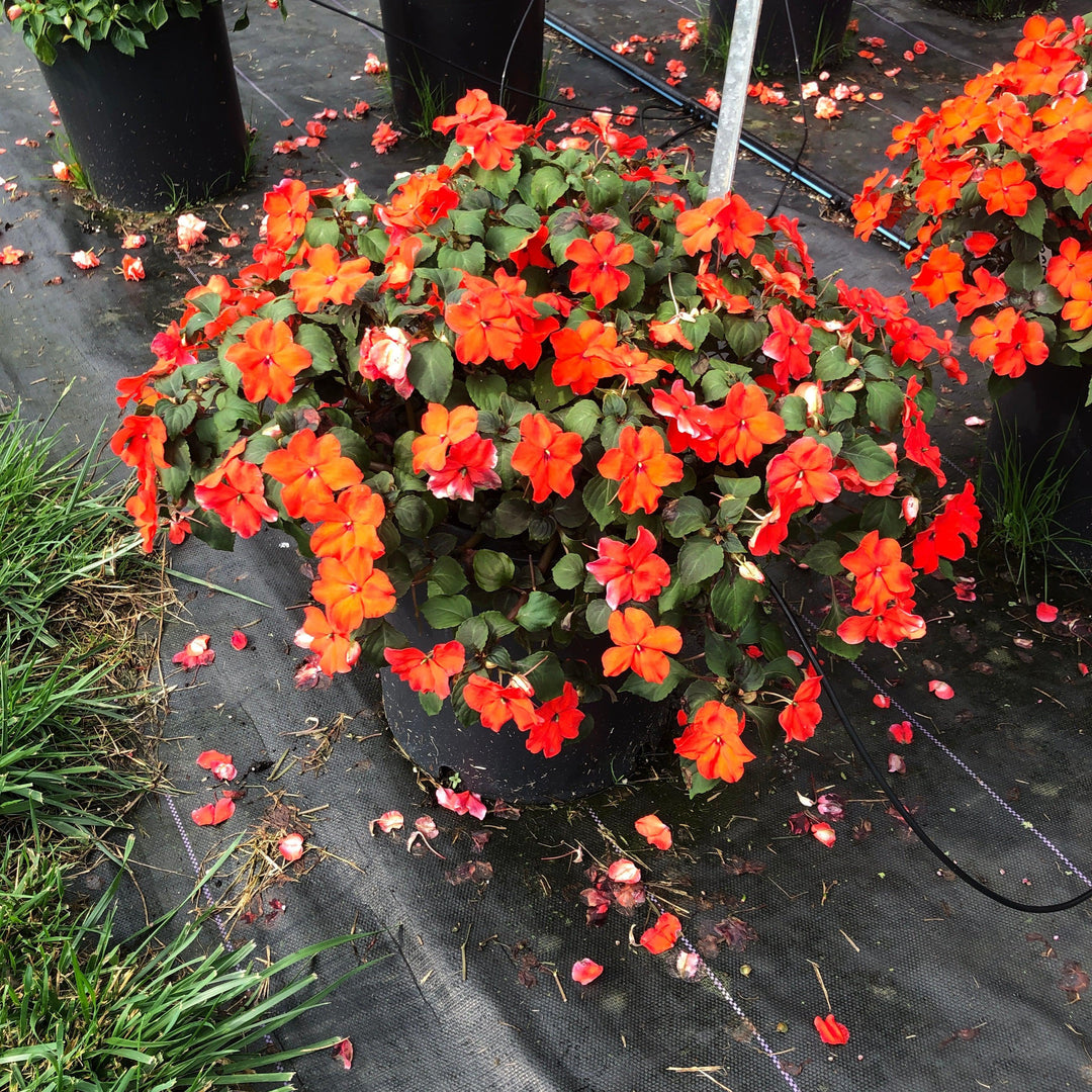 Impatiens walleriana 'XDR Orange' ~ Imara™ XDR Orange Impatiens-ServeScape
