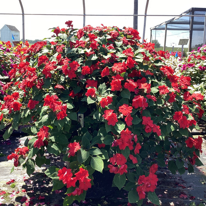Impatiens walleriana 'XDR Red' ~ Imara™ XDR Red Impatiens-ServeScape