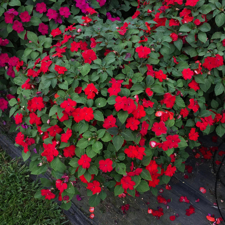Impatiens walleriana 'XDR Red' ~ Imara™ XDR Red Impatiens-ServeScape