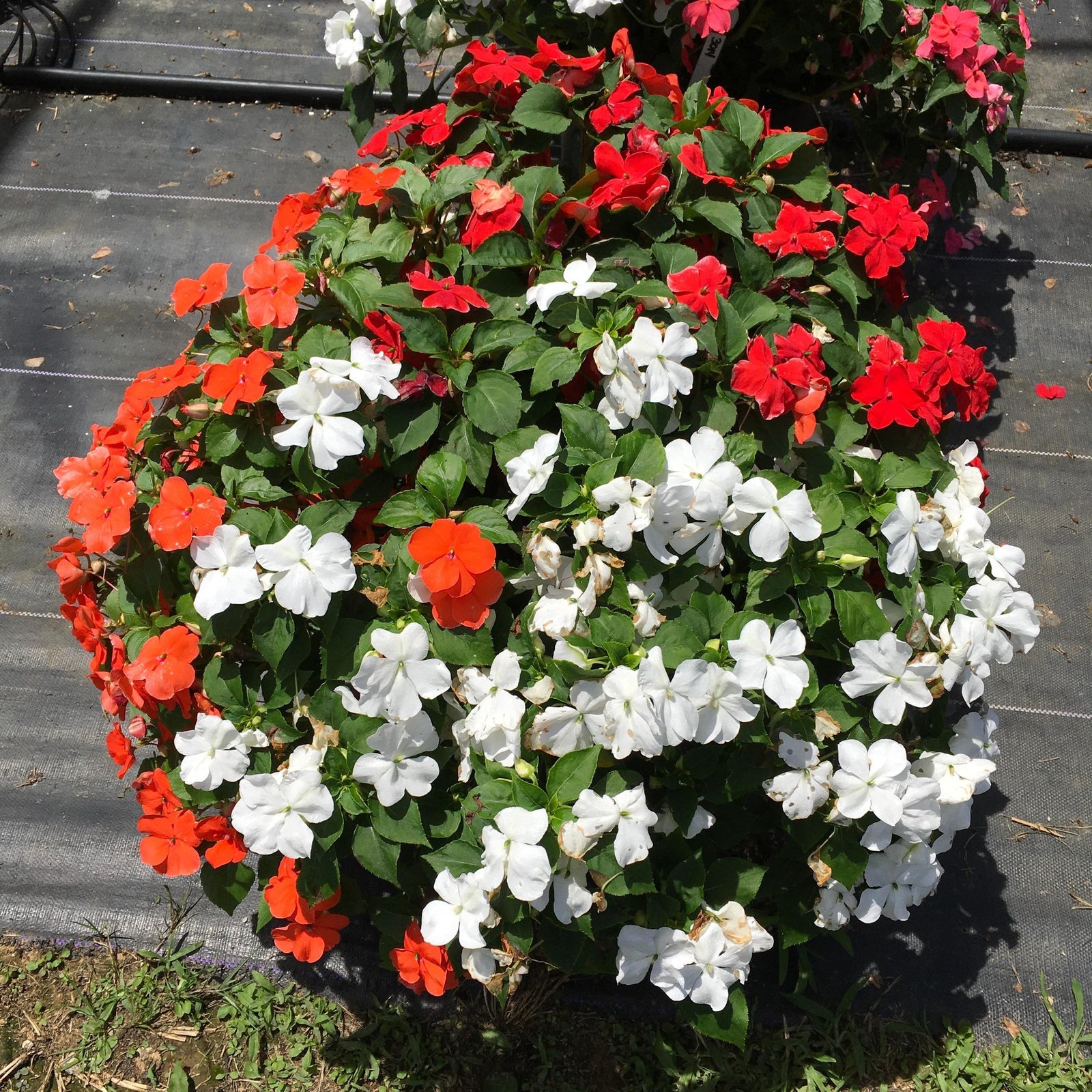 Impatiens walleriana 'Beacon Formula Mixture' ~ Beacon® Formula Mixture Impatiens-ServeScape