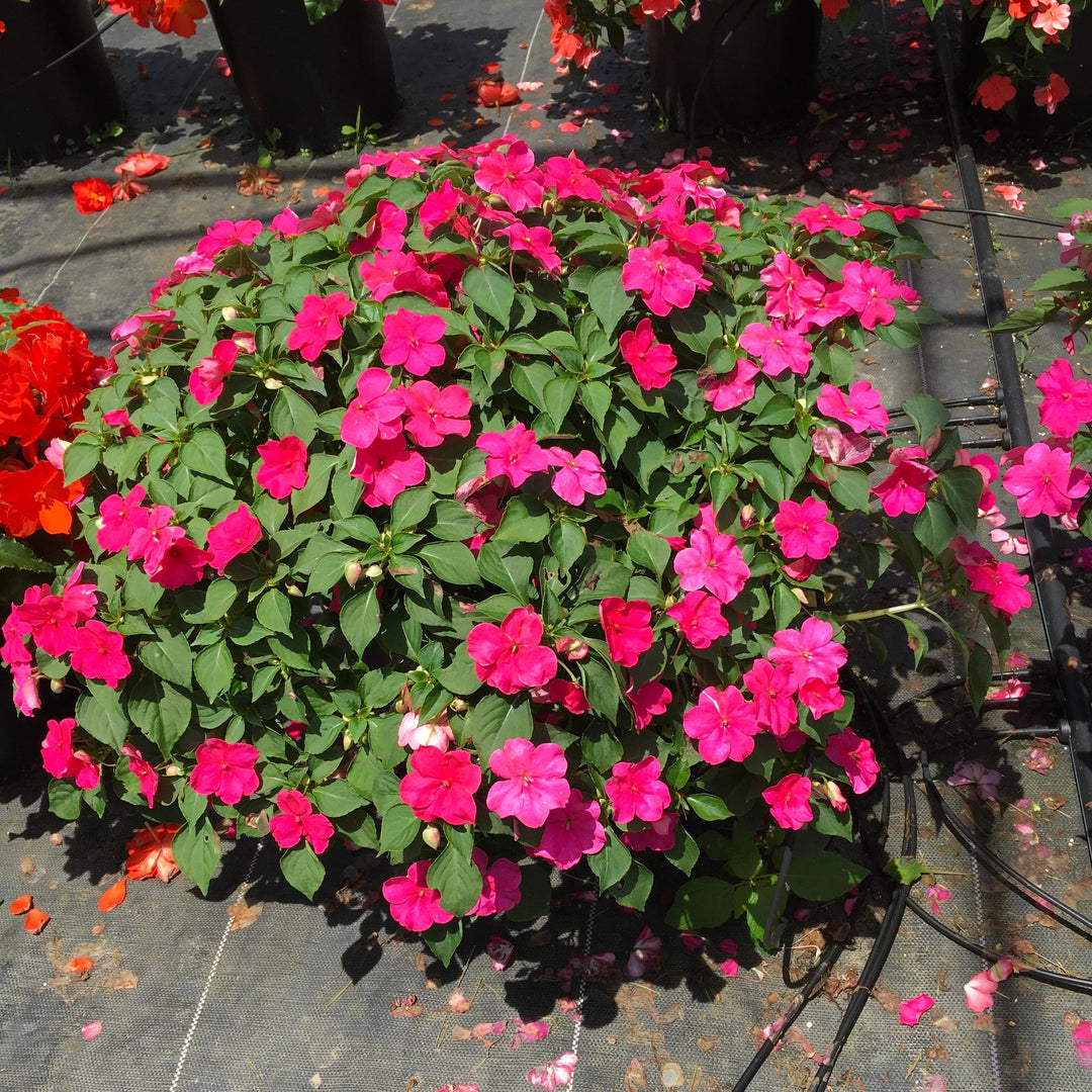 Impatiens walleriana 'PAS1377332' ~ Beacon® Rose Impatiens-ServeScape