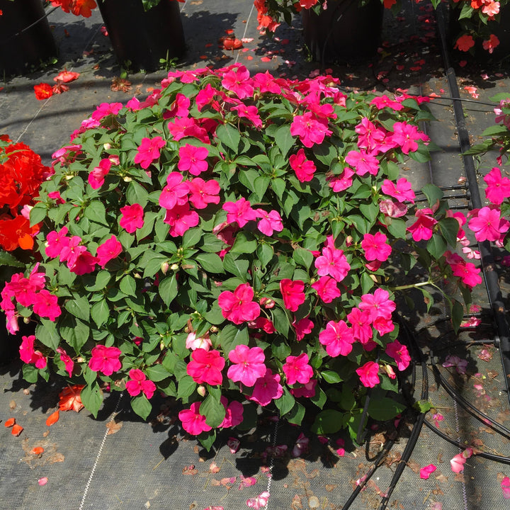 Impatiens walleriana 'PAS1377332' ~ Beacon® Rose Impatiens-ServeScape