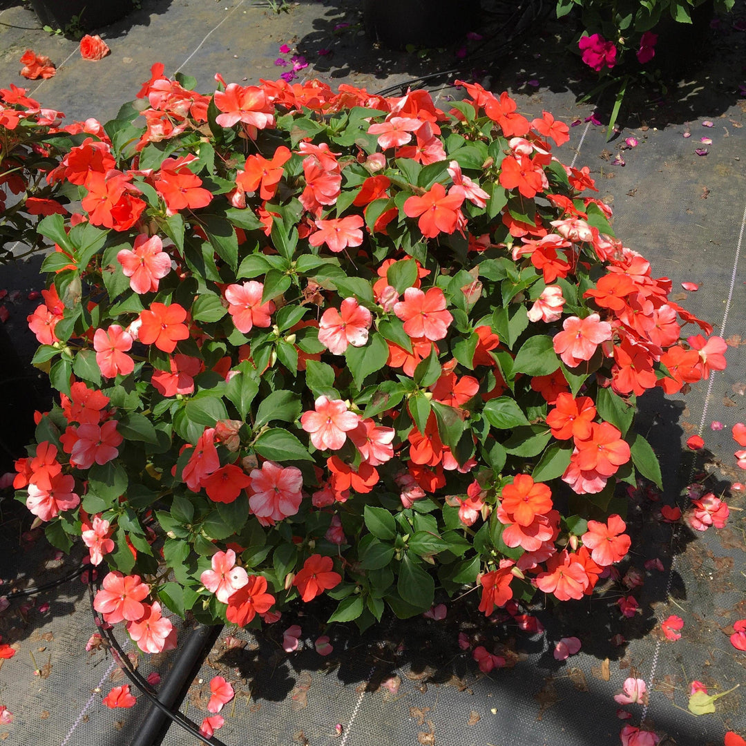Impatiens walleriana 'PAS1357835' ~ Beacon® Salmon Impatiens-ServeScape