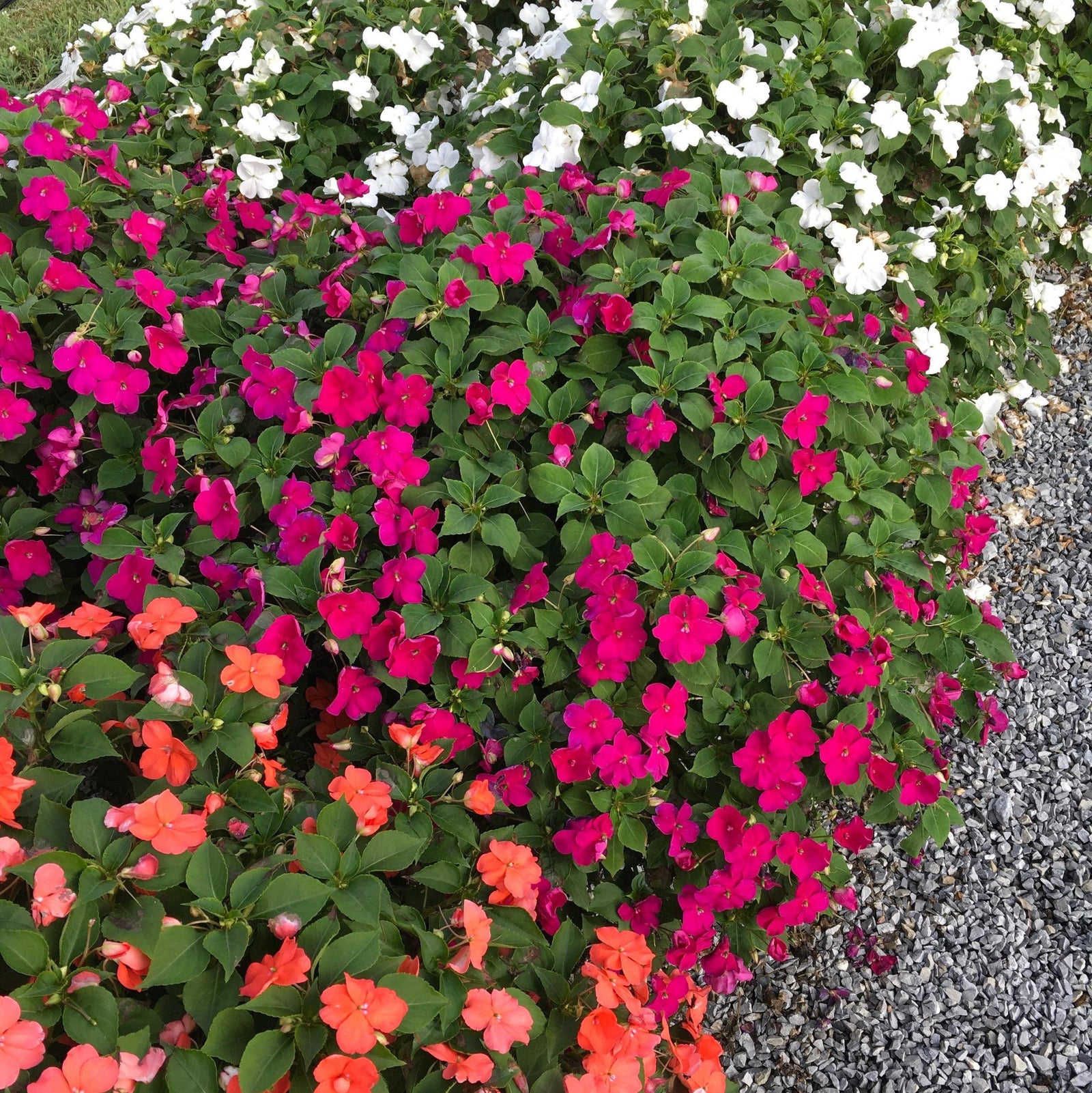 Impatiens walleriana 'PAS1357834' ~ Beacon® Violet Shades Impatiens-ServeScape