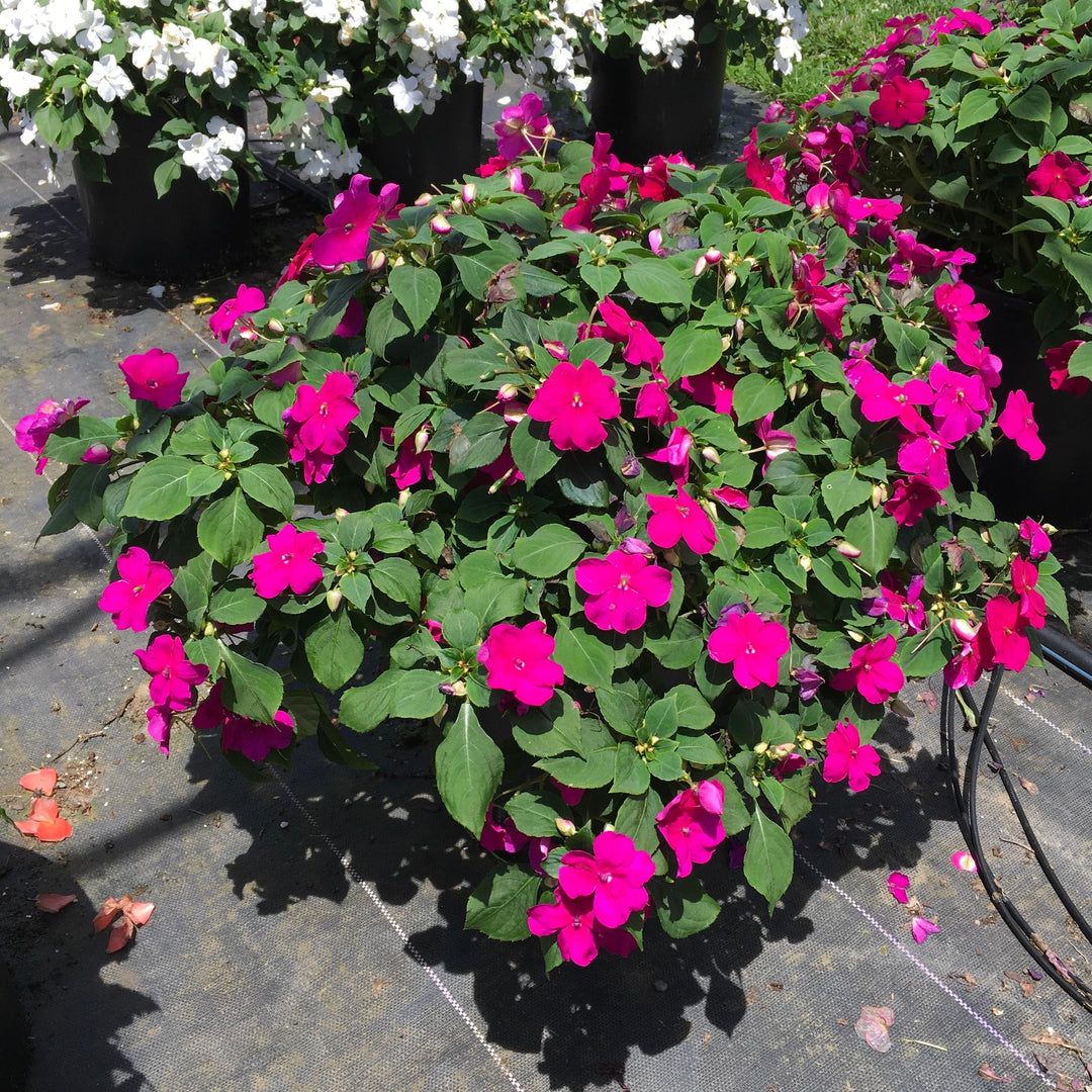 Impatiens walleriana 'PAS1357834' ~ Beacon® Violet Shades Impatiens-ServeScape
