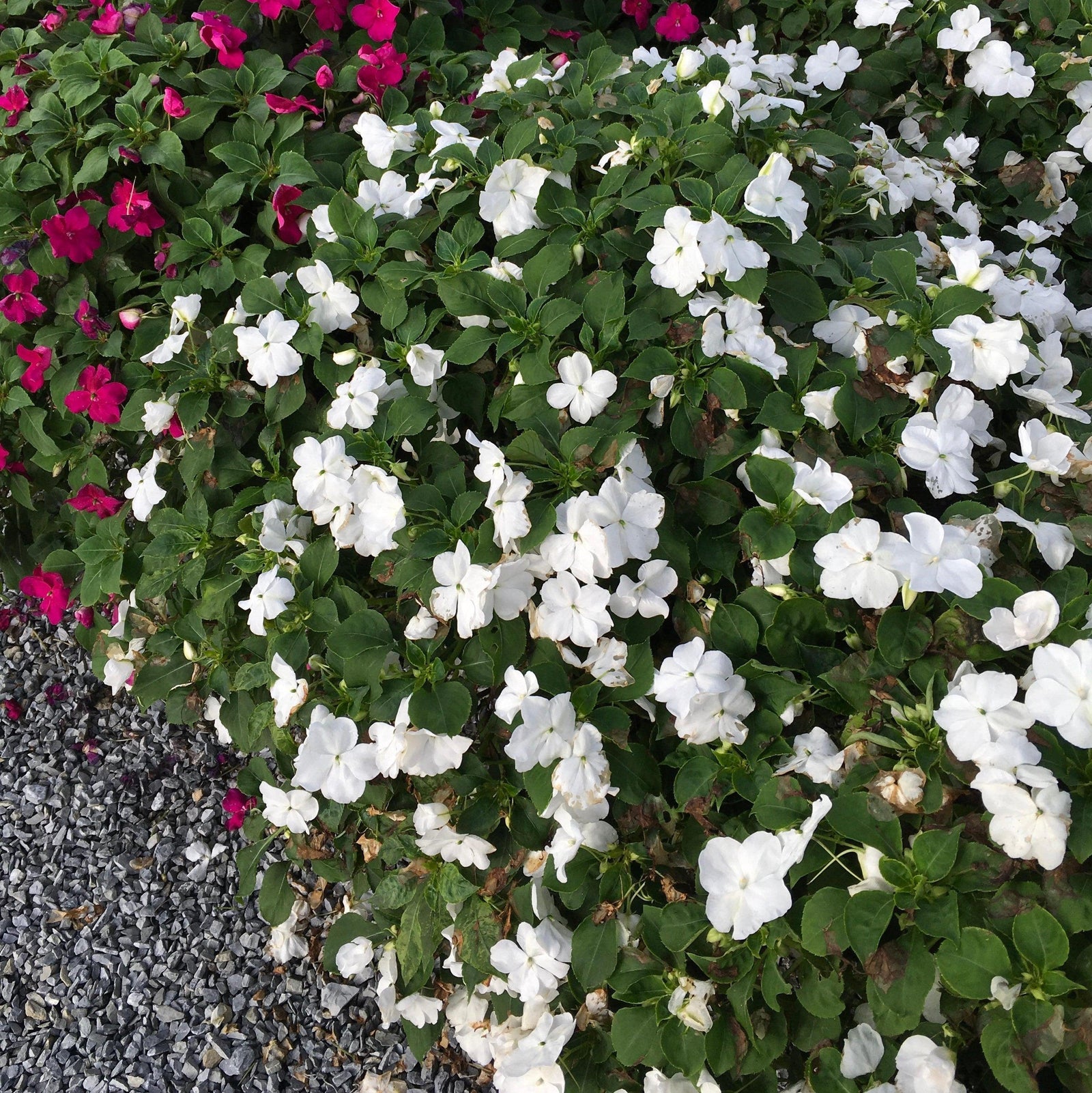 Impatiens walleriana 'PAS1357832' ~ Beacon® White Impatiens-ServeScape