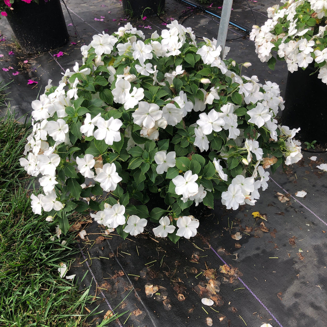 Impatiens walleriana 'PAS1357832' ~ Beacon® White Impatiens-ServeScape