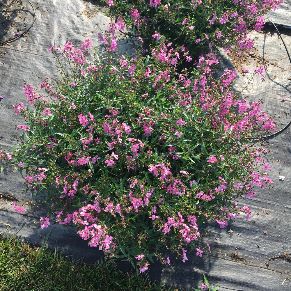 Angelonia angustifolia 'Balangspini' ~ AngelMist® Spreading Pink Summer Snapdragon-ServeScape