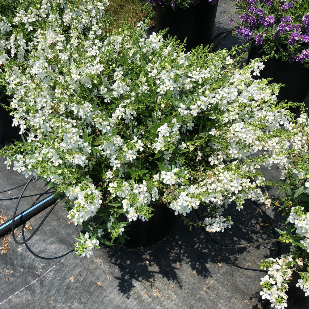 Angelonia angustifolia 'Balangspri' ~ AngelMist® Spreading White Summer Snapdragon-ServeScape