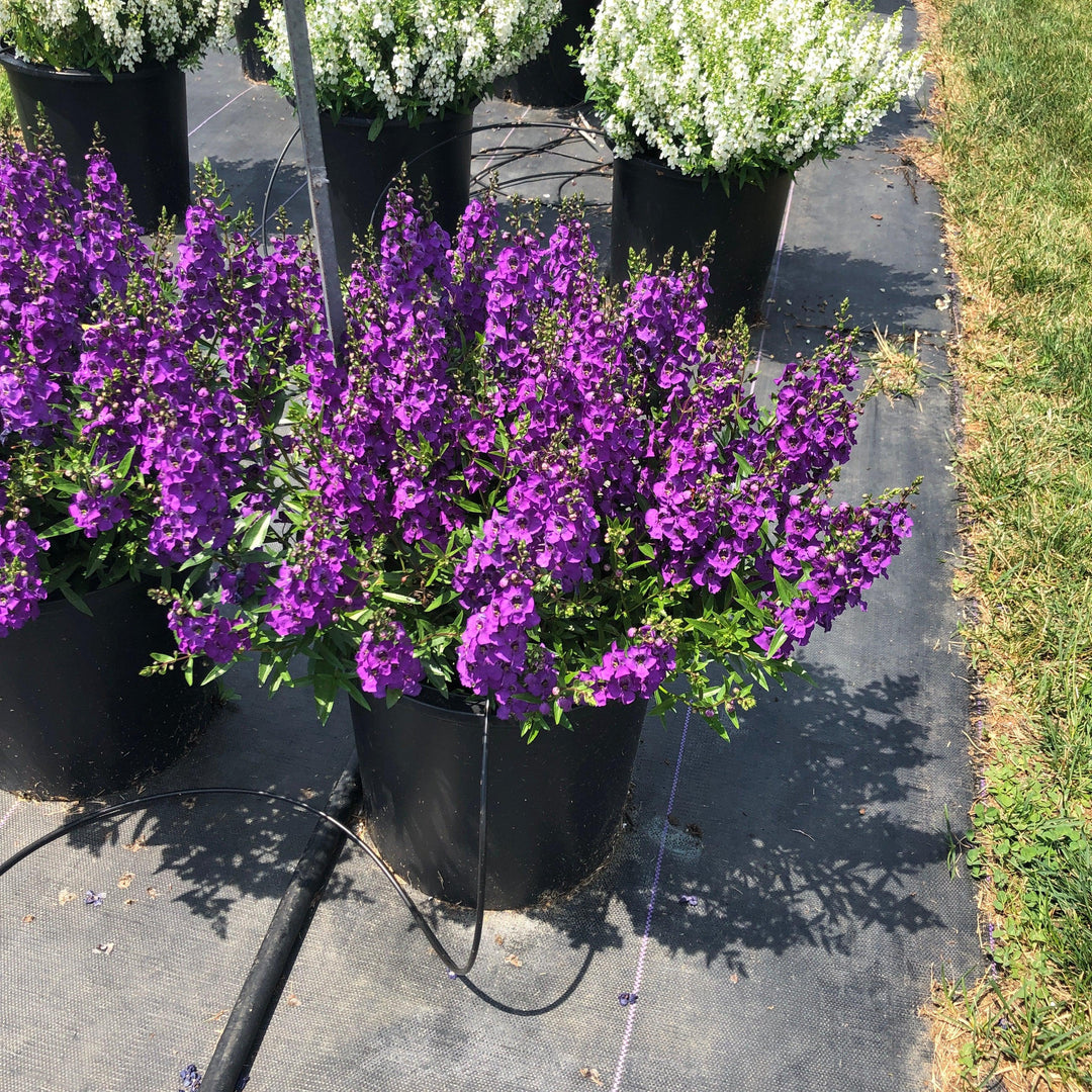 Angelonia angustifolia 'Carita Purple' ~ Carita™ Purple Summer Snapdragon-ServeScape