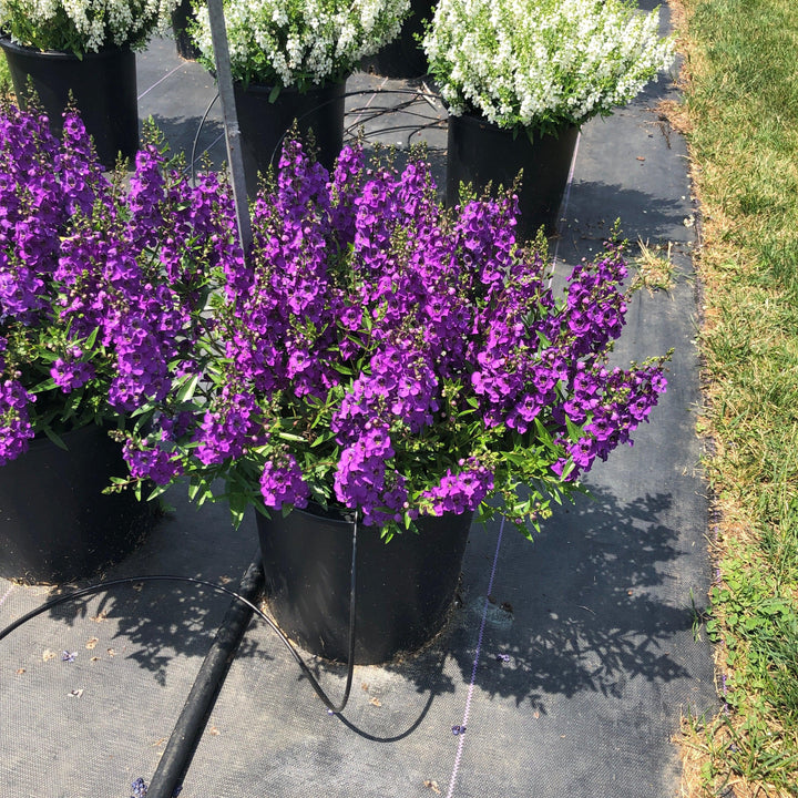 Angelonia angustifolia 'Carita Purple' ~ Carita™ Purple Summer Snapdragon-ServeScape