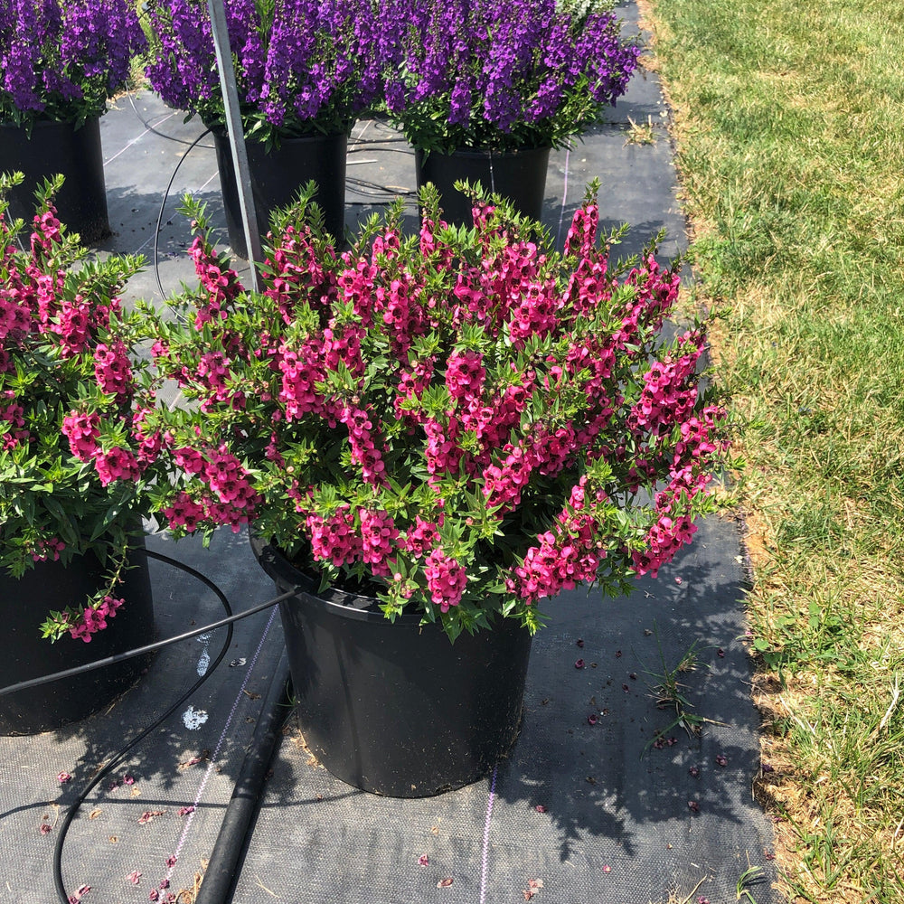 Angelonia angustifolia 'Carita Raspberry' ~ Carita™ Raspberry Summer Snapdragon-ServeScape