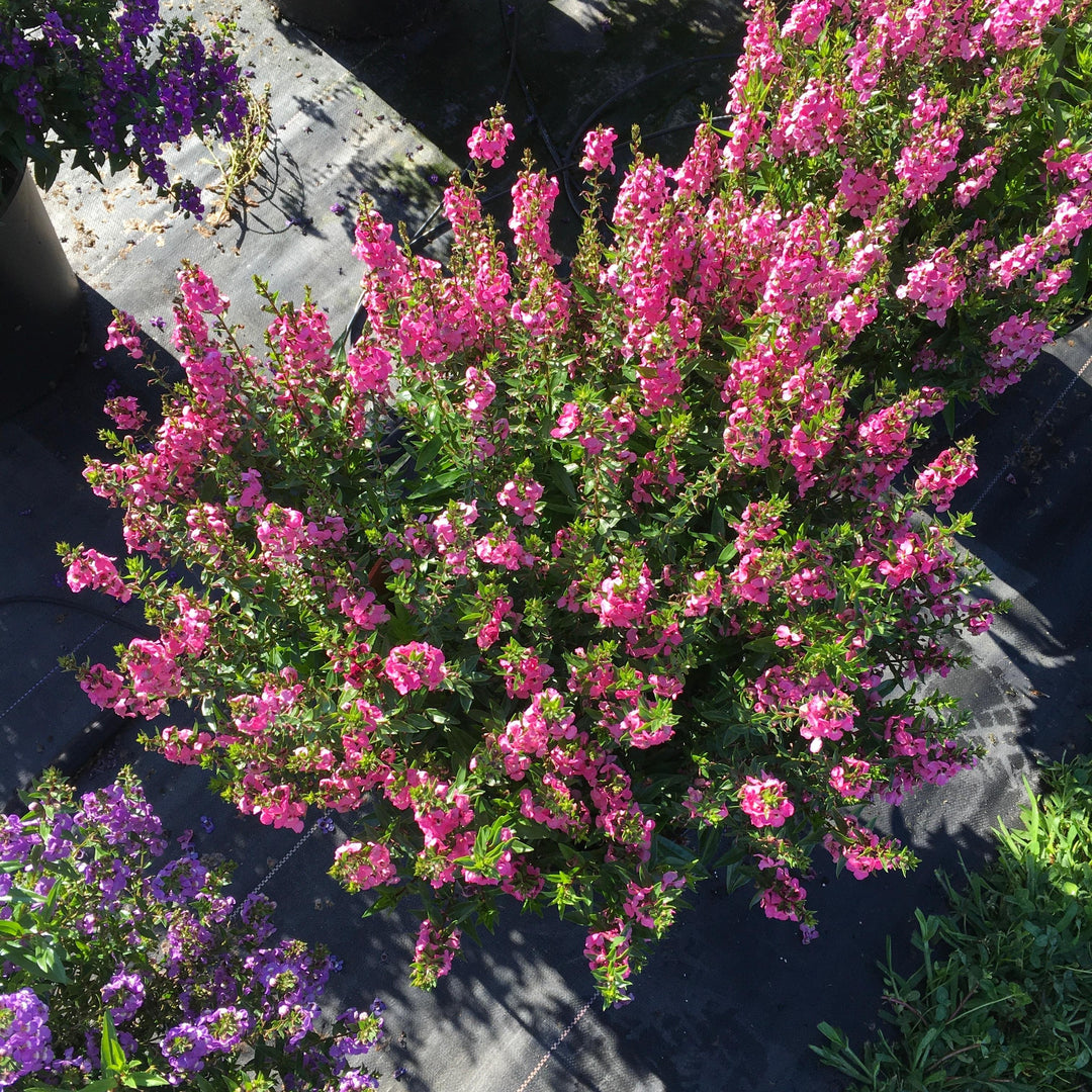 Angelonia angustifolia 'PAS1180775' ~ Serena® Rose Summer Snapdragon-ServeScape