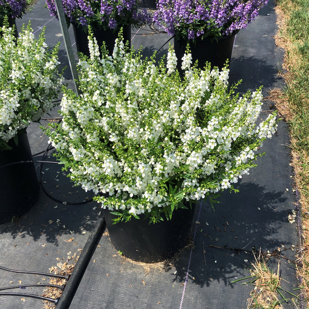 Angelonia angustifolia 'PAS811168' ~ Serenita® White Summer Snapdragon-ServeScape