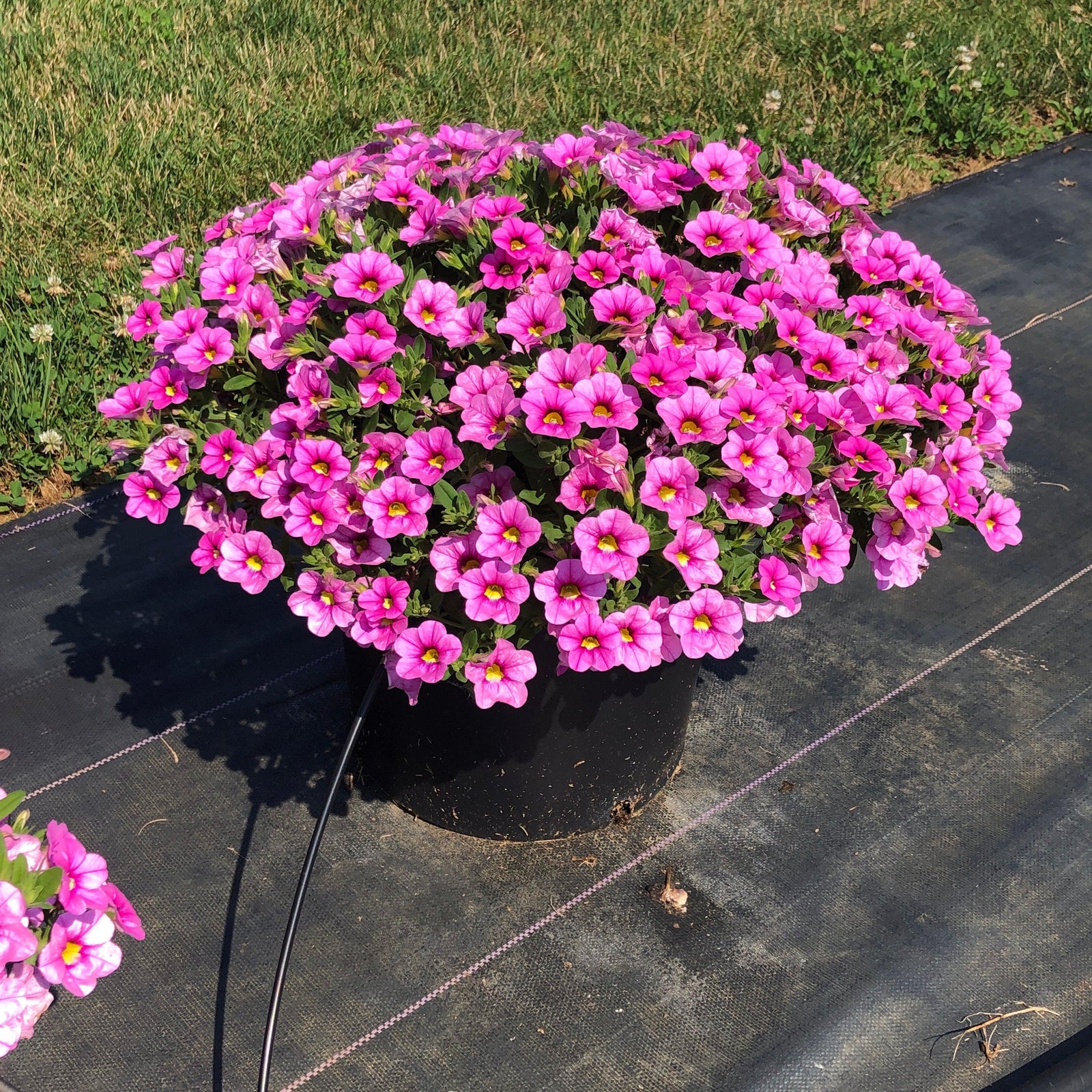 Calibrachoa 'Calitastic Ballerina' ~ Calitastic® Ballerina Calibrachoa-ServeScape