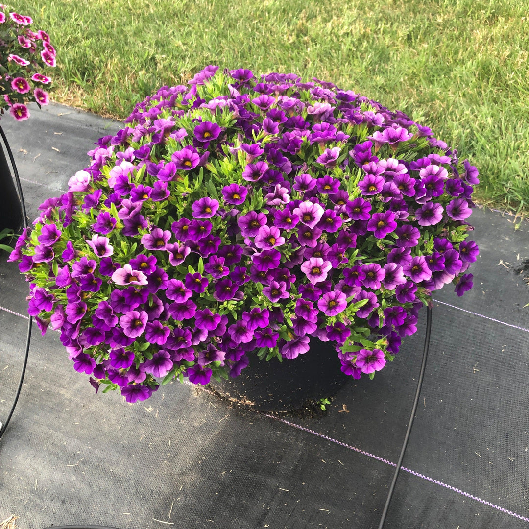 Calibrachoa 'Balcongarlu' ~ Conga™ Dark Blue Calibrachoa-ServeScape