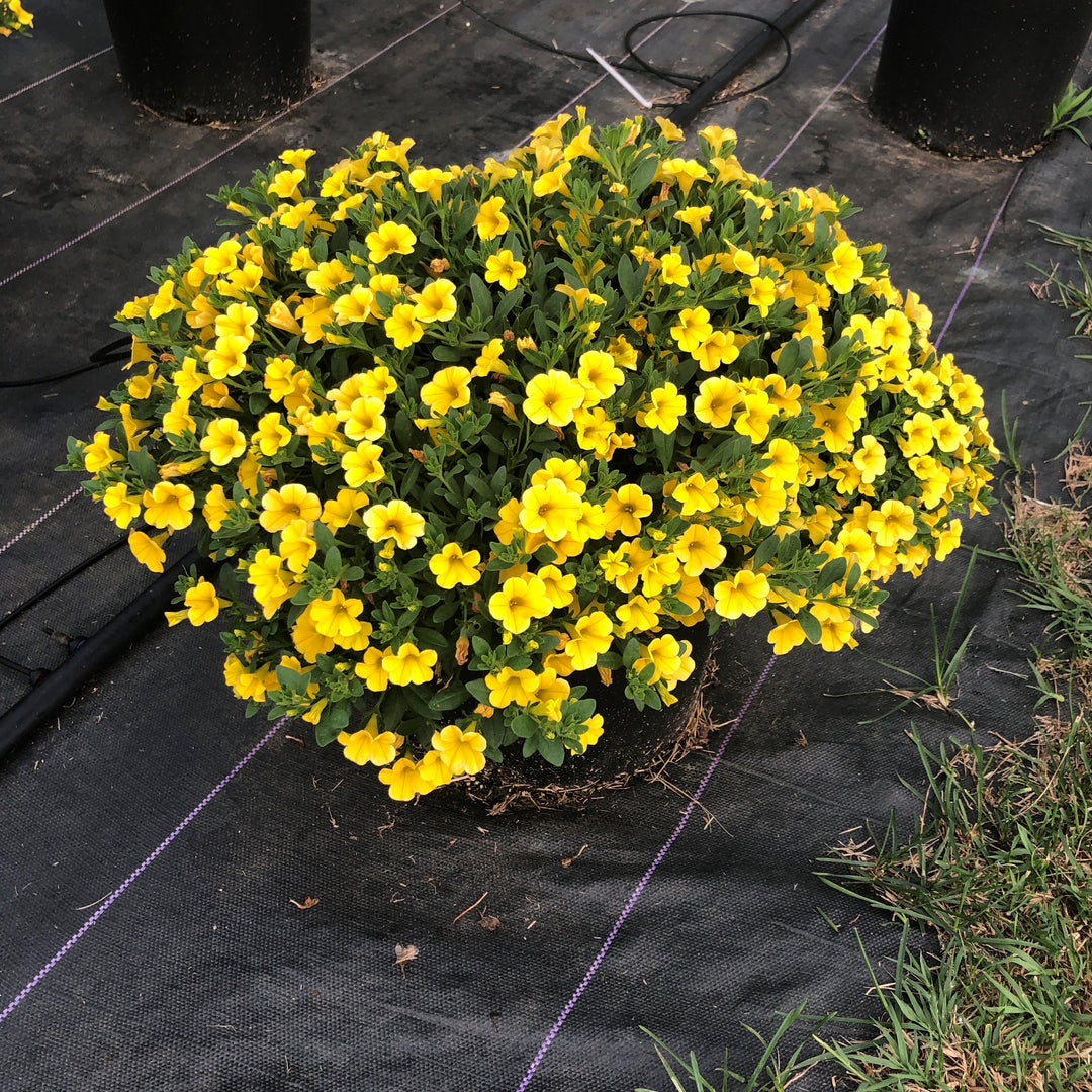Calibrachoa 'Balcongdel' ~ Conga™ Deep Yellow Calibrachoa-ServeScape