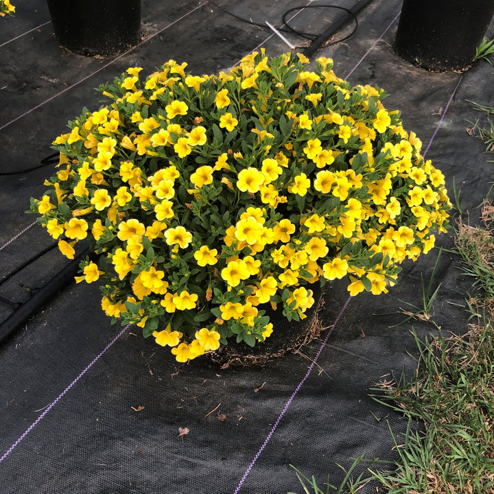 Calibrachoa 'Balcongdel' ~ Conga™ Deep Yellow Calibrachoa-ServeScape