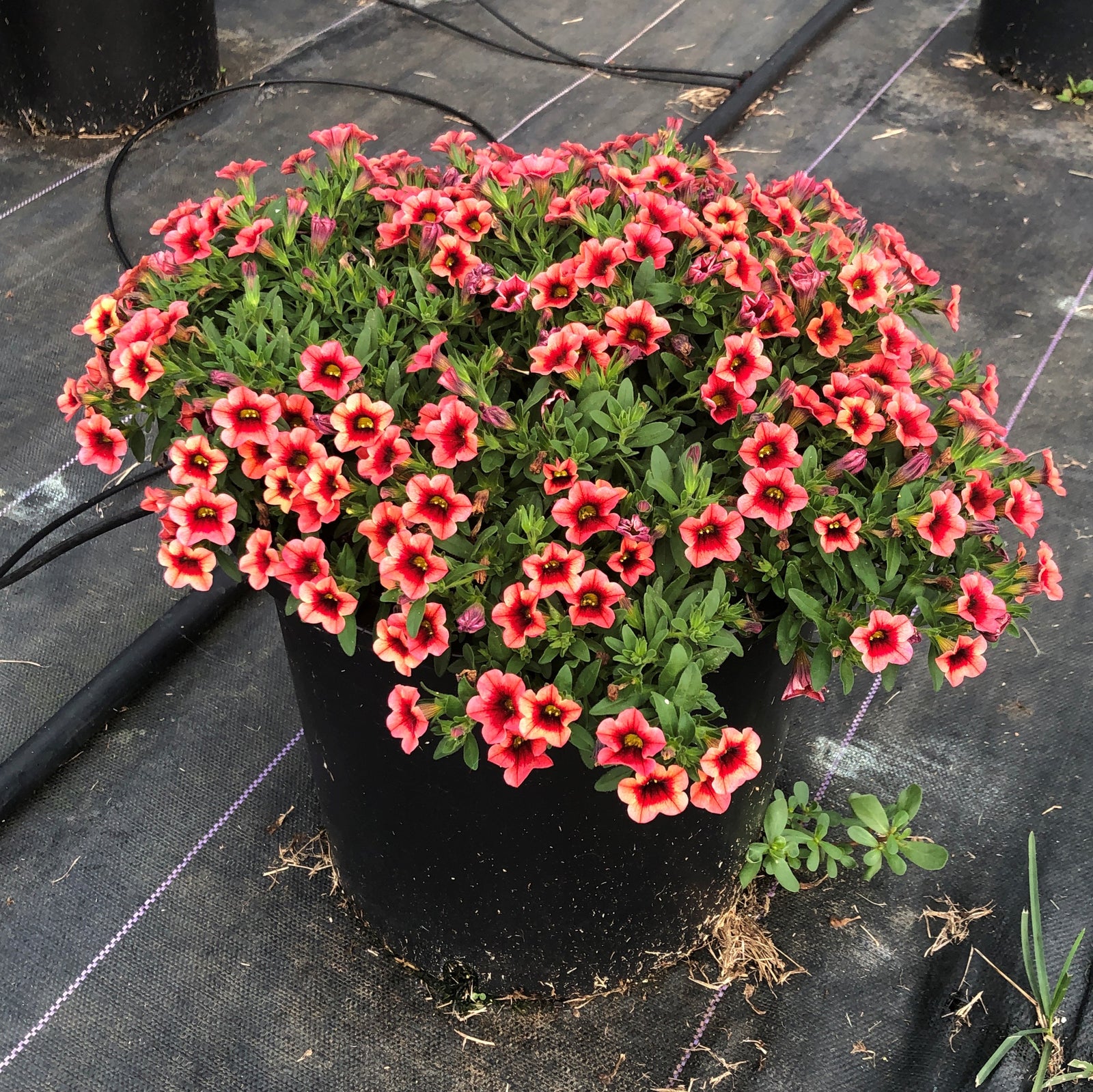 Calibrachoa 'Balcongraniss' ~ Conga™ Orange Kiss Calibrachoa-ServeScape